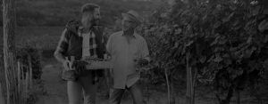 Vineyard - Howling Wolves Wines