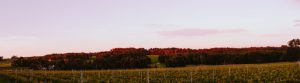 Vineyard - Howling Wolves Wines