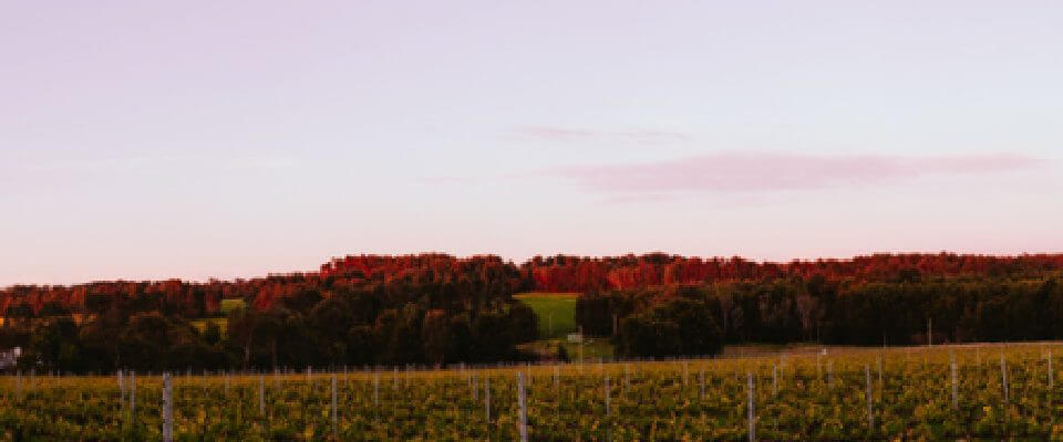Vineyard - Howling Wolves Wines