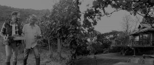Wine Making Experts - Howling Wolves Wines